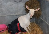 IMG_4408